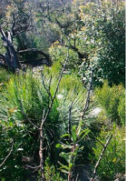 Eastern Suburbs Banksia Scrub